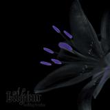 Lilyum - Nothing is mine CD
